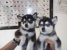 Top Quality siberian husky puppies for here