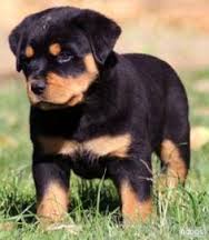 Well Tamed Rottweiler Pups Available. Text at 903-686-1367