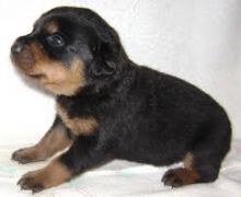 Well Tamed Rottweiler Pups Available. Text at 903-686-1367