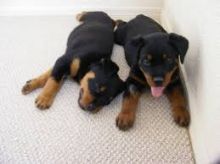 Well Tamed Rottweiler Pups Available. Text at 903-686-1367