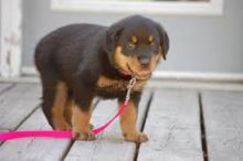 Well Tamed Rottweiler Pups Available. Text at 903-686-1367