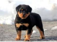 Well Tamed Rottweiler Pups Available. Text at 903-686-1367