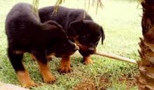 Well Tamed Rottweiler Pups Available. Text at 903-686-1367