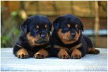 Well Tamed Rottweiler Pups Available. Text at 903-686-1367