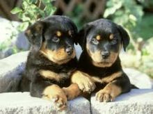 Well Tamed Rottweiler Pups Available. Text at 903-686-1367