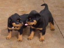 Well Tamed Rottweiler Pups Available. Text at 903-686-1367