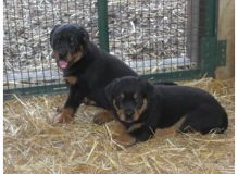 Well Tamed Rottweiler Pups Available. Text at 903-686-1367