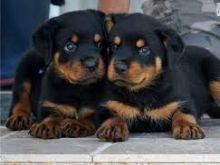 Well Tamed Rottweiler Pups Available. Text at 903-686-1367