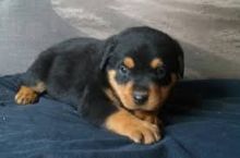 Well Tamed Rottweiler Pups Available. Text at 903-686-1367