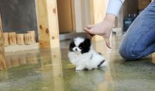 Well Trained Teacup Pomeranian Puppies Available