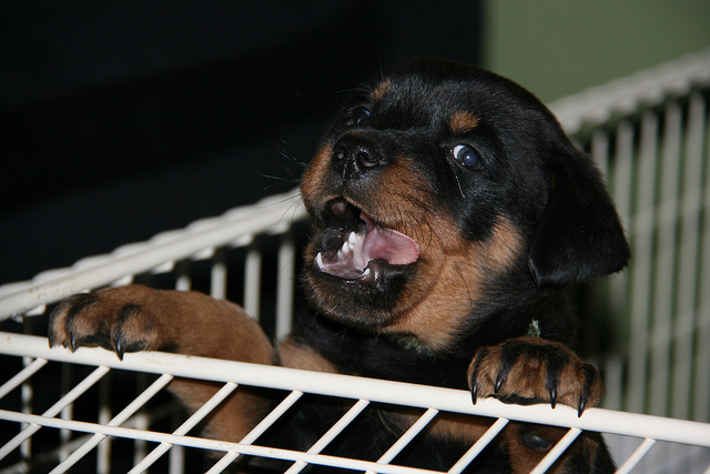 Affectionate Rottweiler Pups Available @ 903-686-1367 Image eClassifieds4u