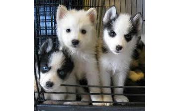 Well Trained Siberian Husky Pups for Adoption//ak.10299.20@gmail.com Image eClassifieds4u
