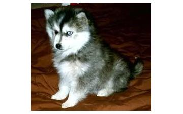 Husky Puppies for Sale//ak.10299.20@gmail.com Image eClassifieds4u