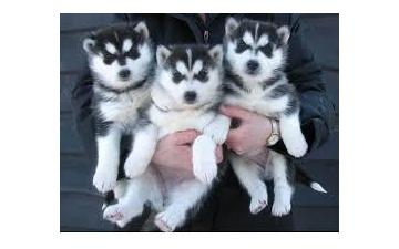 Stunning Blue-eyed Siberian Husky Puppies//ak.10299.20@gmail.comt Image eClassifieds4u