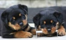 Affectionate Rottweiler Pups Available @ 903-686-1367 Image eClassifieds4U