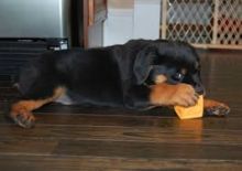 Affectionate Rottweiler Pups Available @ 903-686-1367 Image eClassifieds4U