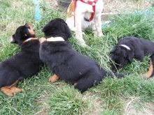 Affectionate Rottweiler Pups Available @ 903-686-1367 Image eClassifieds4U