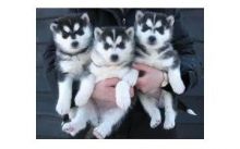 Stunning Blue-eyed Siberian Husky Puppies//ak.10299.20@gmail.comt Image eClassifieds4U