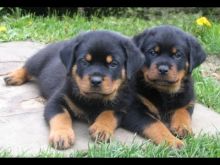 Well Tamed Rottweiler Pups Available. Text at 903-686-1367 Image eClassifieds4U