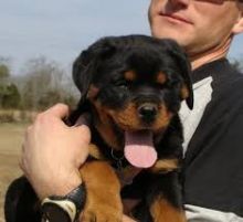Well Tamed Rottweiler Pups Available. Text at 903-686-1367 Image eClassifieds4U