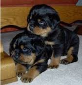 Well Tamed Rottweiler Pups Available. Text at 903-686-1367 Image eClassifieds4U
