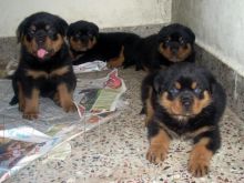Well Tamed Rottweiler Pups Available. Text at 903-686-1367 Image eClassifieds4U