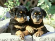 Well Tamed Rottweiler Pups Available. Text at 903-686-1367 Image eClassifieds4U
