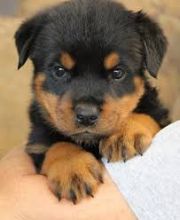 Well Tamed Rottweiler Pups Available. Text at 903-686-1367 Image eClassifieds4u 2