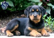 Well Tamed Rottweiler Pups Available. Text at 903-686-1367 Image eClassifieds4U