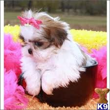 Stunning K.c. Choc And White Imperial Shih Tzus Image eClassifieds4u