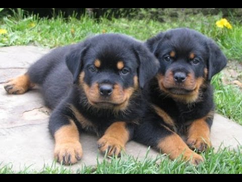 Well Tamed Rottweiler Pups Available. Text at 903-686-1367 Image eClassifieds4u