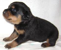 Well Tamed Rottweiler Pups Available. Text at 903-686-1367 Image eClassifieds4u