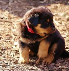 Well Tamed Rottweiler Pups Available. Text at 903-686-1367 Image eClassifieds4u