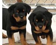 Well Tamed Rottweiler Pups Available. Text at 903-686-1367 Image eClassifieds4u
