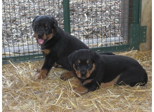 Well Tamed Rottweiler Pups Available. Text at 903-686-1367 Image eClassifieds4u