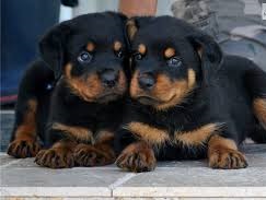 Well Tamed Rottweiler Pups Available. Text at 903-686-1367 Image eClassifieds4u