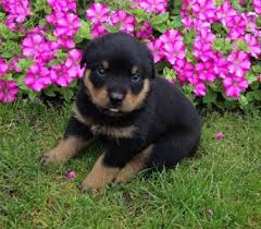 Well Tamed Rottweiler Pups Available. Text at 903-686-1367 Image eClassifieds4u