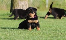 Adorable Vet Checked Rottweiler Puppies