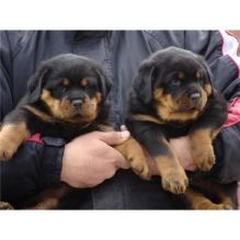 Marvelous Rottweiler Puppies For Sale/a.k10299.20@gmail.com