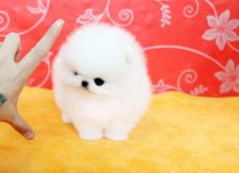 Home Trained Pomeranian Puppies/ak.102992.0@gmail.com