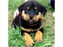 Super Rottweiler Pups//a.k1029920@gmail.com