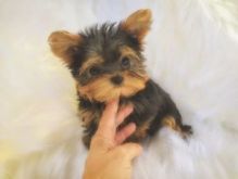 baby yorkies ready to now