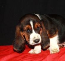 BASSET HOUND PUPPIES FOR ADOPTION