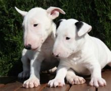 Bull Terrier Puppies