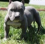 Chunky and energetic American Pitt Bull Terrier puppies.