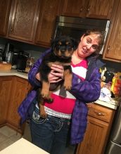 male and female Rottweiler puppies are ACA/CKC registered