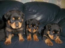 Gorgeous Chunky Female Rottweiler Pups Ready Now