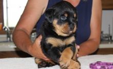 Healthy Male and Female Rottweiler Puppies Available