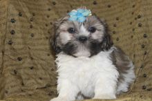 Lhasa Apso puppies