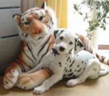 lovely CKC registered Dalmatian pups fora caring home